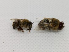Tote bienen getrocknet gebraucht kaufen  Öhringen