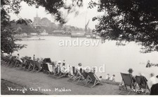 Maldon trees essex for sale  ABERYSTWYTH