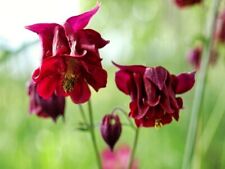 Columbine bordeaux barlow usato  Spedire a Italy