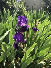 Bulbes iris d'occasion Bulbes iris d'occasion  Évry