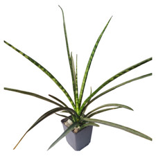 Sansevieria bacularis fernwood gebraucht kaufen  Suhl