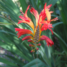 Crocosmia lucifer outdoor for sale  UK