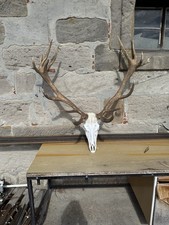 Hirschgeweih ender hirschgewei gebraucht kaufen Hirschgeweih ender hirschgewei gebraucht kaufen  Weitramsdorf