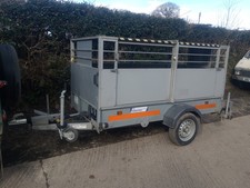 Sheep goat llama for sale  OKEHAMPTON