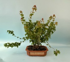 Trident maple bonsai for sale  Birmingham