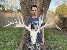 215 whitetail deer for sale  Minneapolis