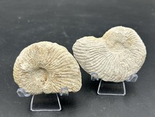 Prepped texas fossil for sale  Burleson