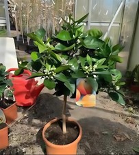 Blood orange tree for sale  Los Angeles