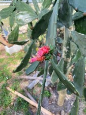 Lbs spineless cactus for sale  Port Charlotte