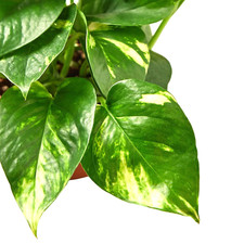 Golden pothos plant for sale  Winnetka