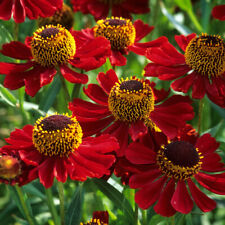 Organic helenium red for sale  LONDON