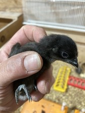 Variety hatching eggs for sale  Millersburg