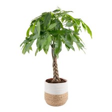 Pachira braid indoor for sale  Los Angeles
