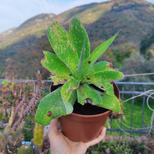 Vaso pianta agave usato  Barcellona Pozzo di Gotto