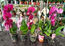 Set orchidee arco usato  Foligno