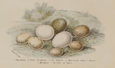 1896 bird eggs for sale  Ireland