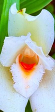 Lycaste ida species usato  Spedire a Italy