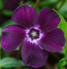 Vinca purple plug for sale  LONDON