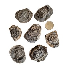 Whitby ammonite negatives for sale  SCARBOROUGH