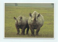 rhinozeros gebraucht kaufen  Menden (Sauerland)
