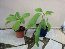 Engelstrompete brugmansia jung gebraucht kaufen  Radebeul
