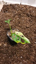 Rooted beautiful monstera gebraucht kaufen  München