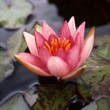 Water lily lucida for sale  EASTBOURNE