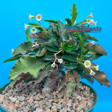 cactus hawaii for sale cactus hawaii for sale Austin