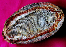 Joli poisson fossile d'occasion  La Roche-sur-Yon