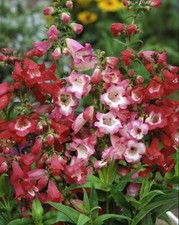 Penstemon crown mixed for sale  BELLSHILL