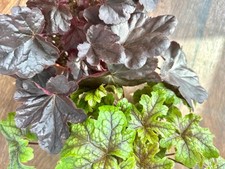 Heuchera plant live for sale  NORWICH
