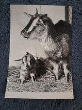 Tier postkarte 1965 gebraucht kaufen  Hamburg