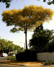 Graines arbre fougereh488 d'occasion Graines arbre fougereh488 d'occasion  Sanary-sur-Mer