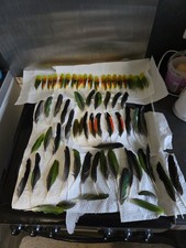 Parrot feather craft for sale  TURRIFF