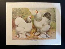 Vintage poultry print for sale  NORTHAMPTON