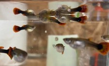 Mixed fancy guppies for sale  Denver