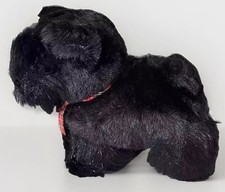 Black scottish terrier for sale  EXETER