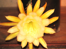 Large epiphyllum yellow for sale  Santa Ana