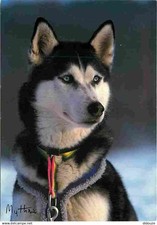 Animaux chiens siberian d'occasion  Fruges