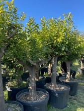 zitronenbaum gebraucht kaufen zitronenbaum gebraucht kaufen Miltenberg