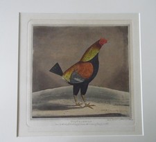 Champion fighting cock for sale  WEST MOLESEY