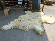 Valais blacknose ram for sale  BISHOPS CASTLE