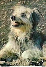 Animaux chiens labrit d'occasion  Fruges