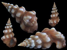 Usado, Concha: Clavus albotuberculatus 47,6 mm F+++ (das Filipinas) comprar usado  Enviando para Brazil