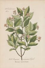 (Euonymus verrucosus) gebraucht kaufen  Kassel