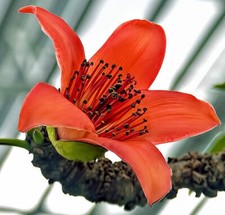 Ceiba bombax albero usato  Napoli