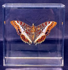 Beautifully preserved butterfl for sale  Sterling Heights