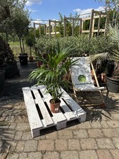 Howea forsteriana 100 usato  Spedire a Italy