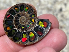 Spectacular rare ammolite for sale  West Palm Beach