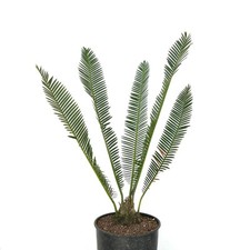 Dioone elegante forma usato  Napoli